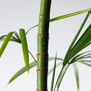Detergente Mighty Bamboo Pantenolo